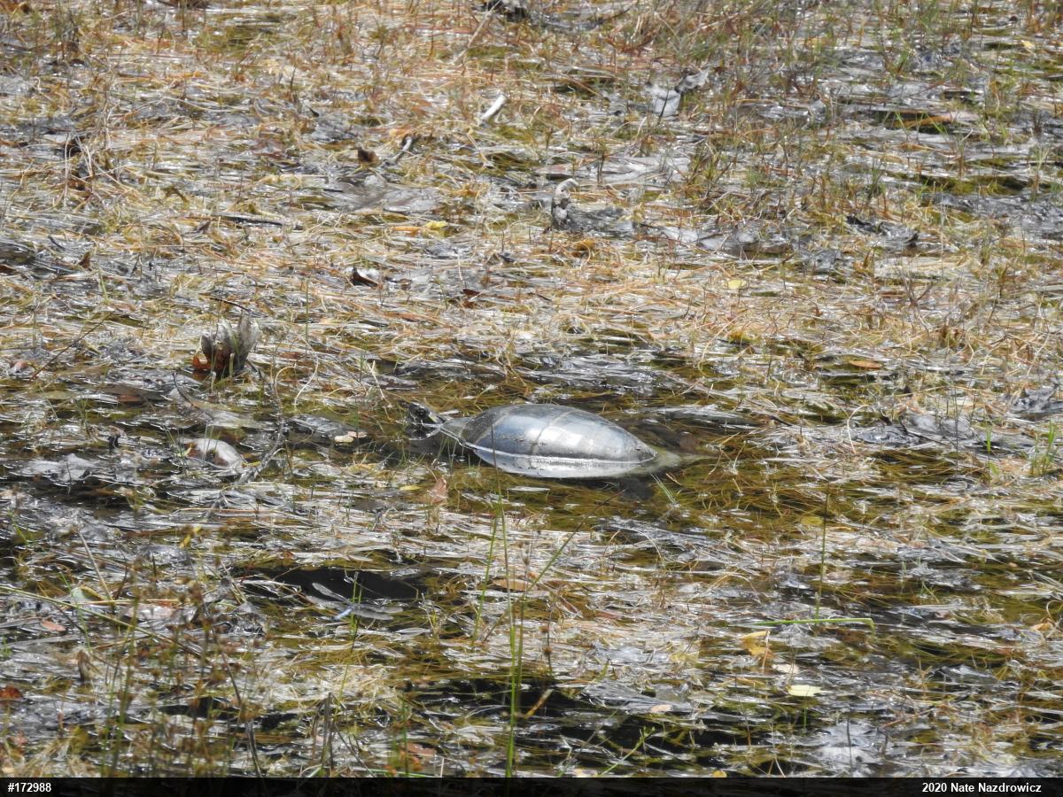 Eastern Painted Turtle