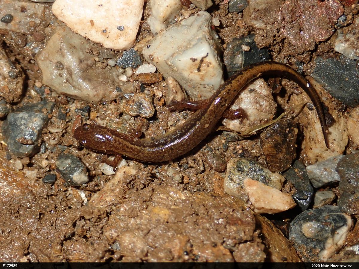 Northern Two-lined Salamander