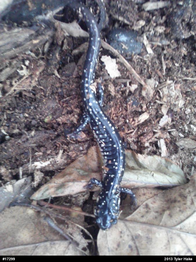 Northern Slimy Salamander