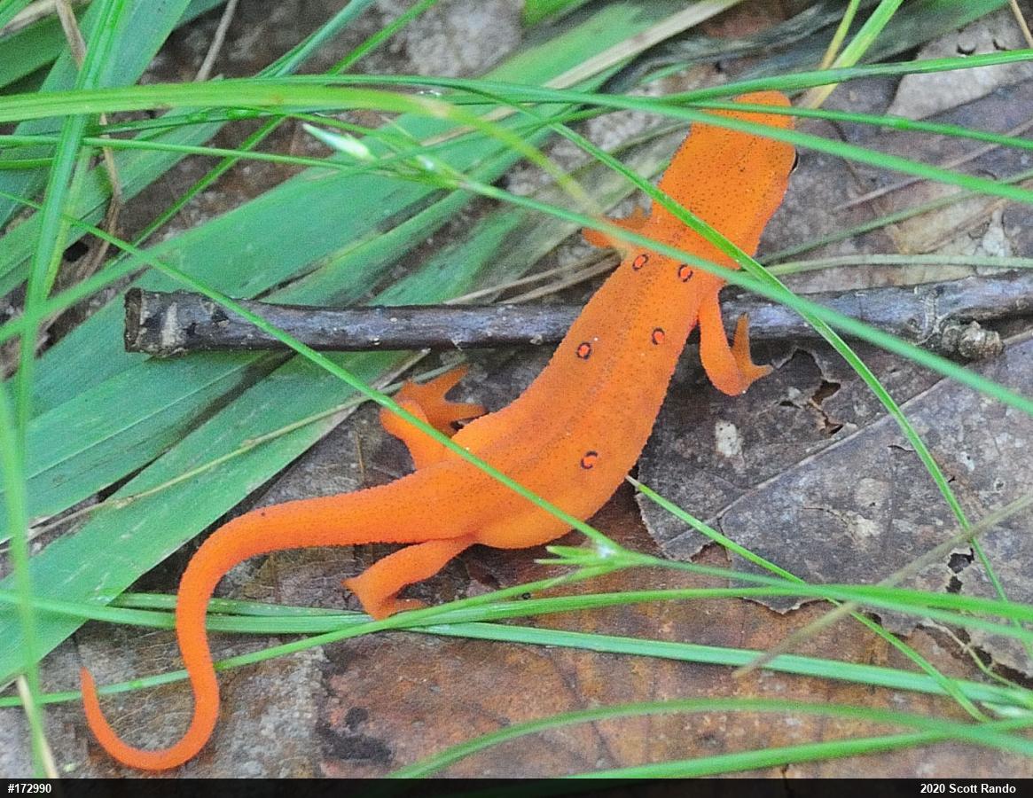 Red-spotted Newt