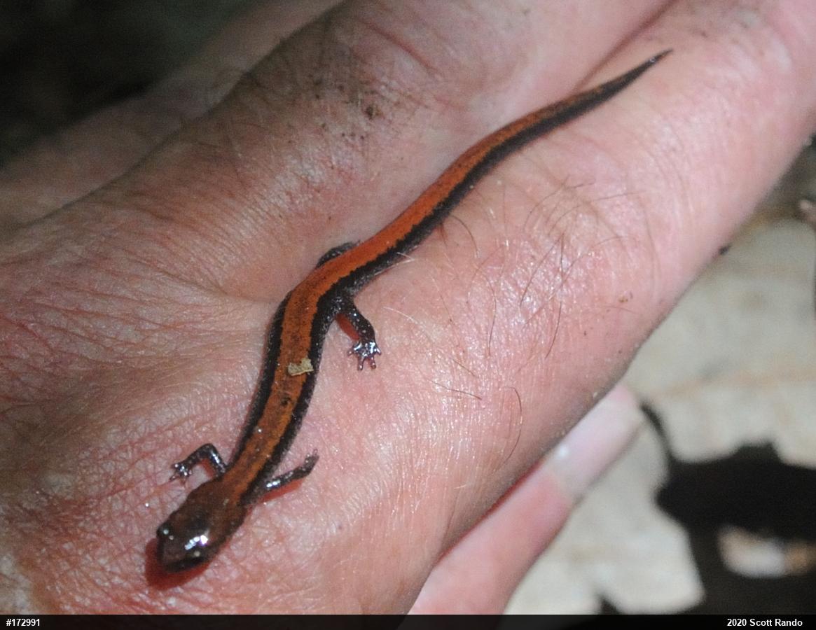 Eastern Red-backed  Salamander
