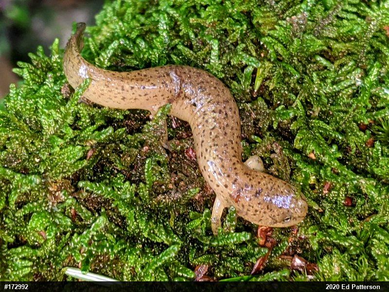 Northern Red Salamander