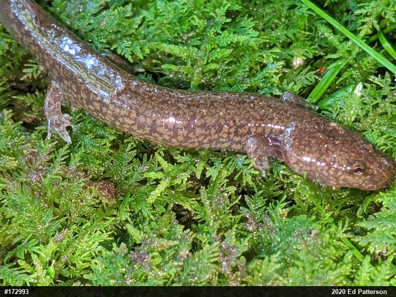 Northern Spring Salamander