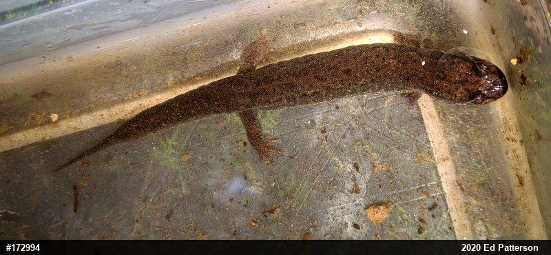 Northern Dusky Salamander