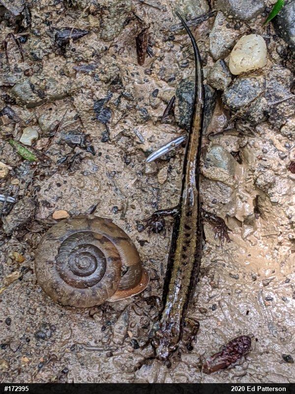 Allegheny Mountain Dusky Salamander