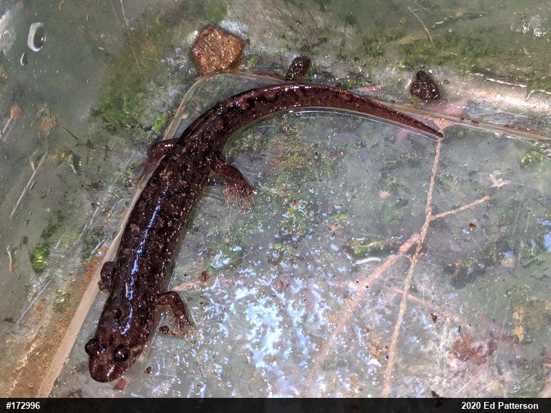 Seal Salamander