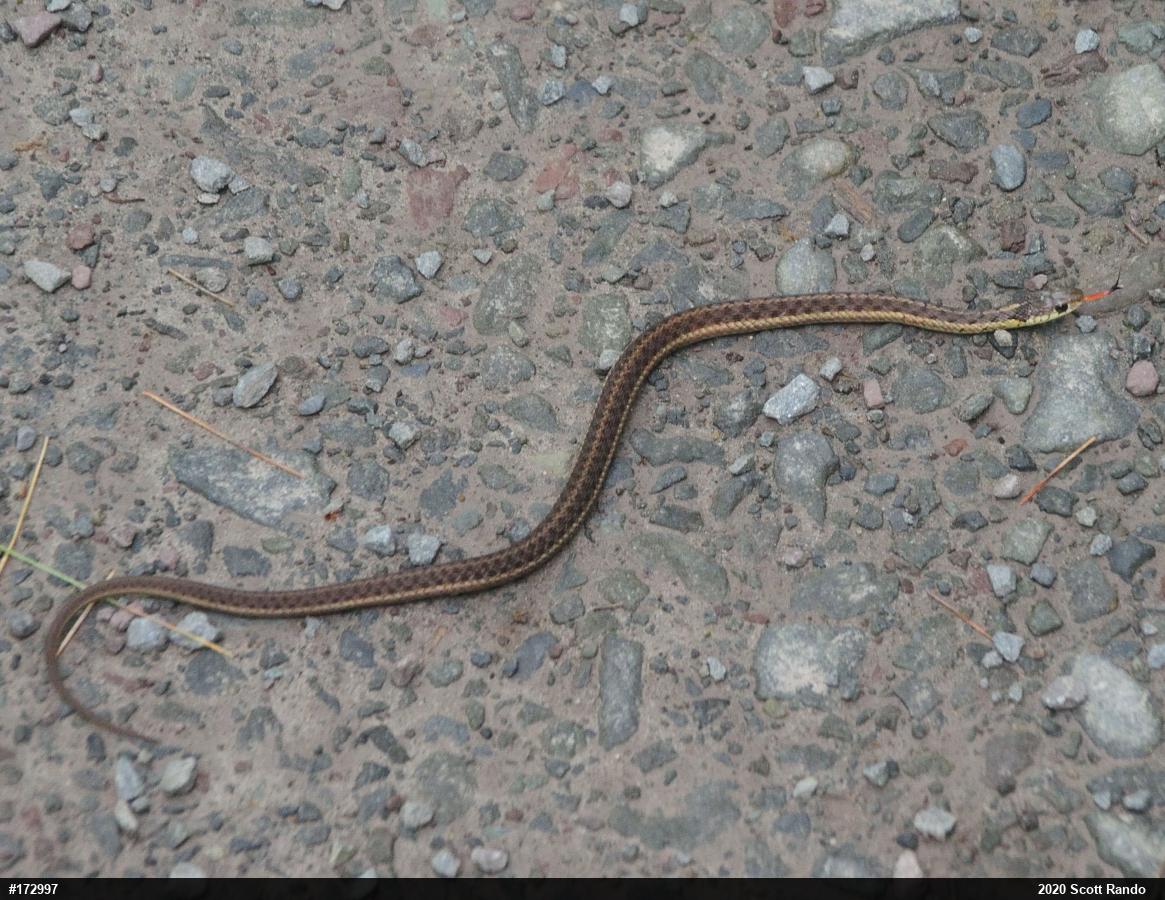 Eastern Gartersnake