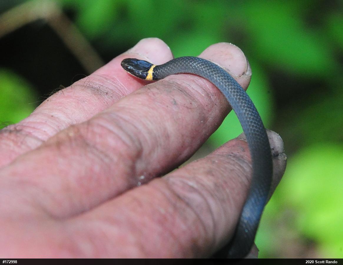 Northern Ring-necked Snake