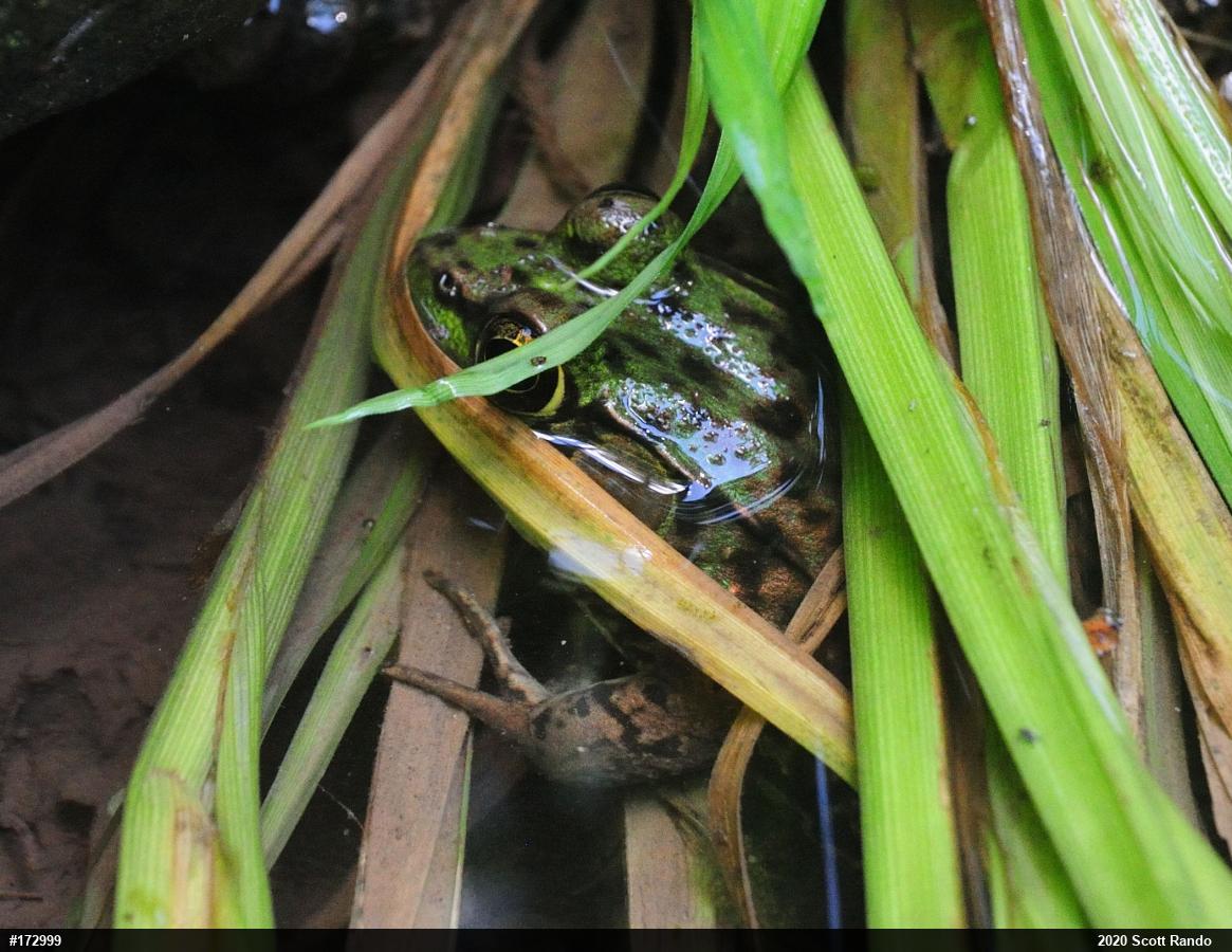 Green Frog