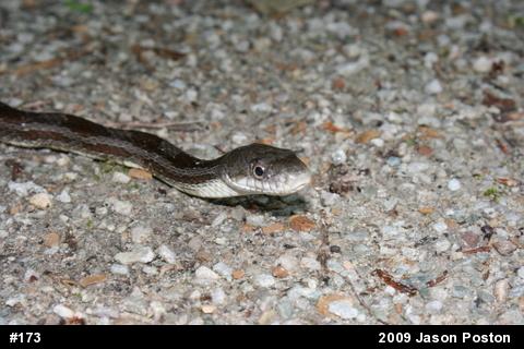 Eastern Ratsnake