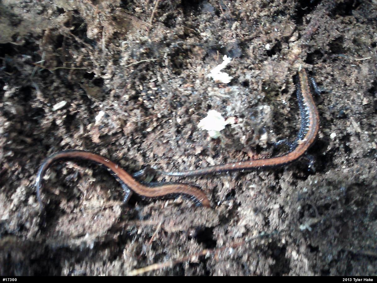 Eastern Red-backed  Salamander