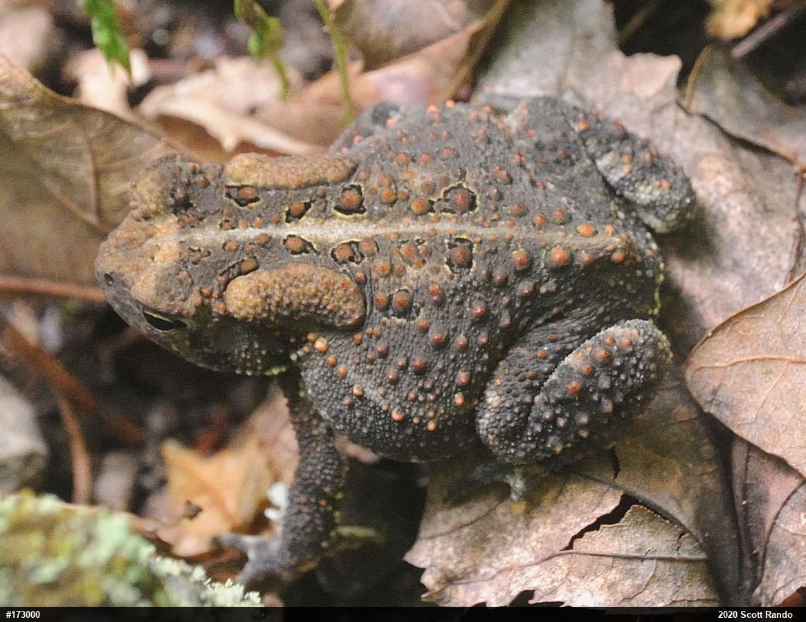 Eastern American Toad