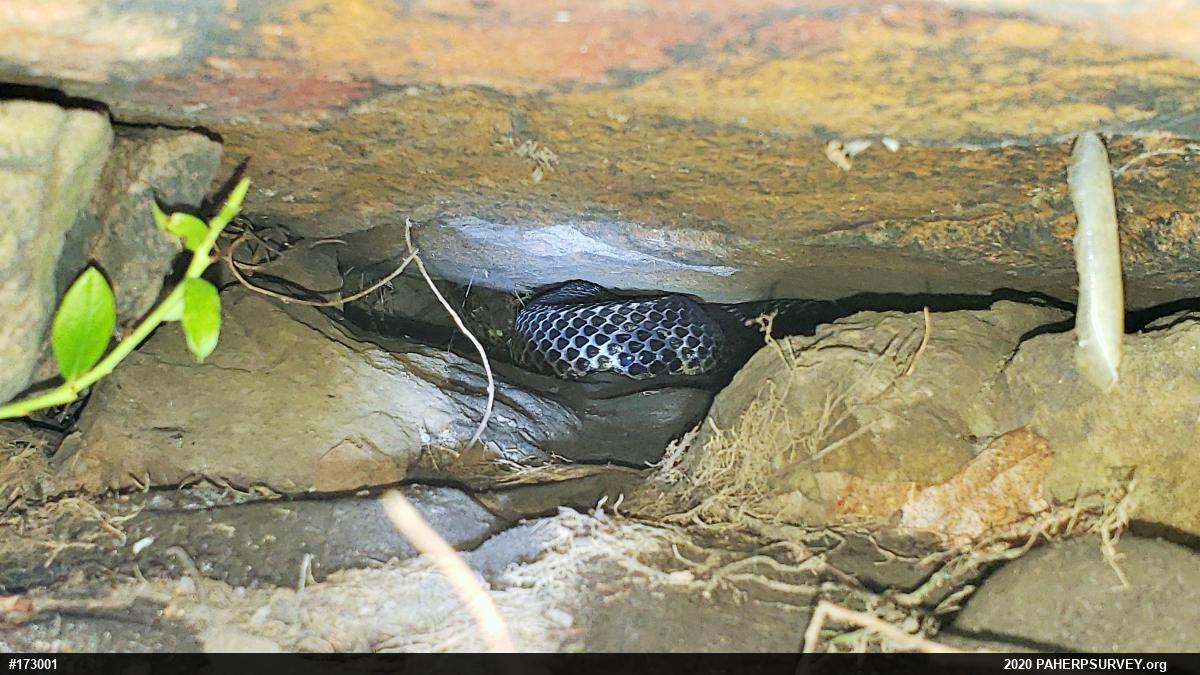 Timber Rattlesnake