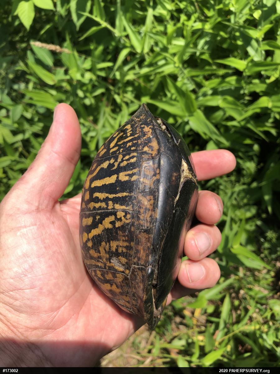 Eastern Box Turtle