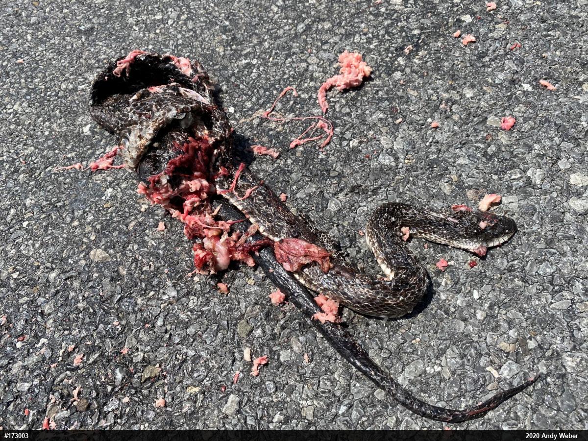 Eastern Ratsnake