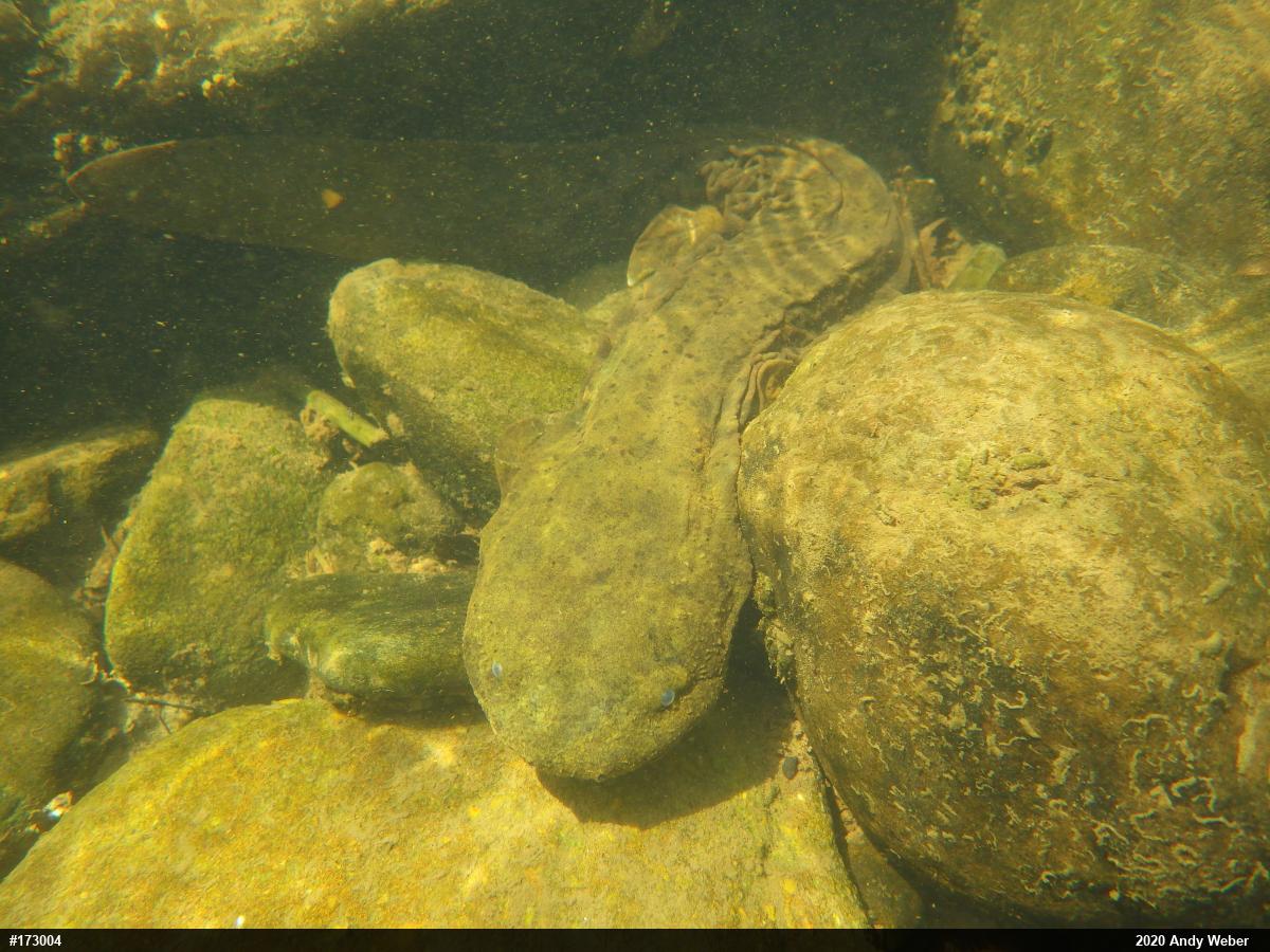 Eastern Hellbender