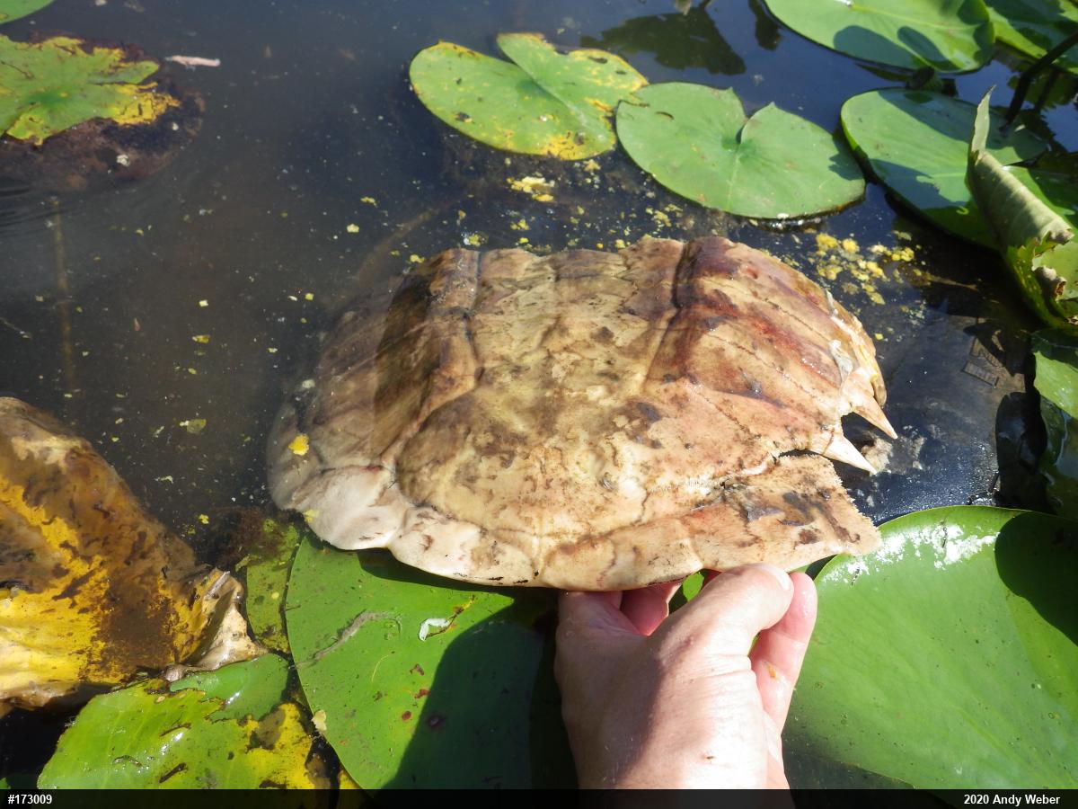 Snapping Turtle
