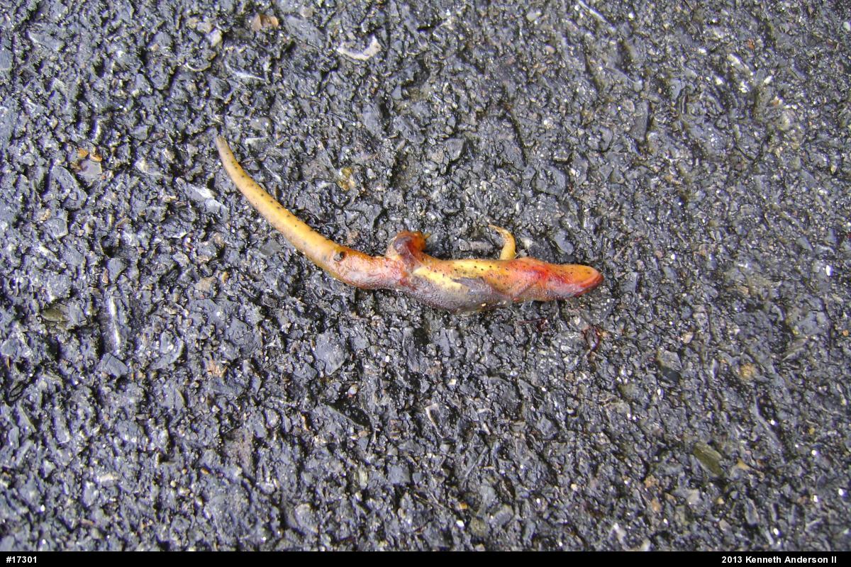 Red-spotted Newt