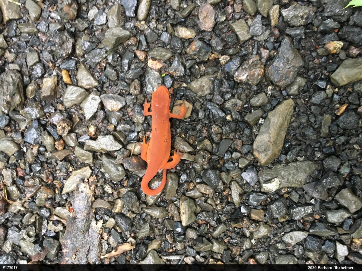 Red-spotted Newt