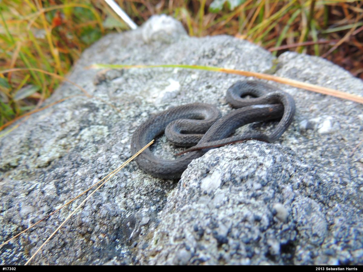 Red-bellied Snake