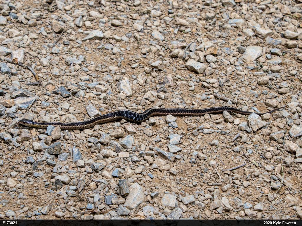 Eastern Gartersnake