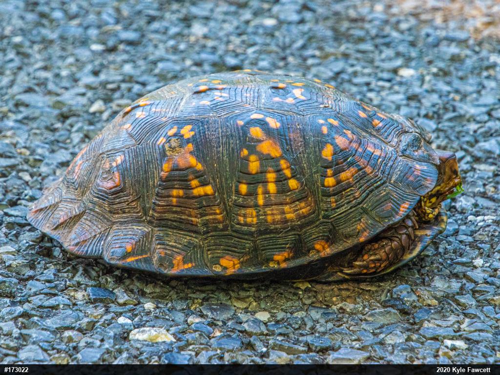 Eastern Box Turtle