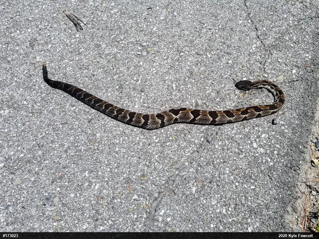 Timber Rattlesnake