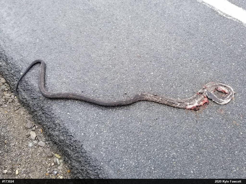 Eastern Ratsnake
