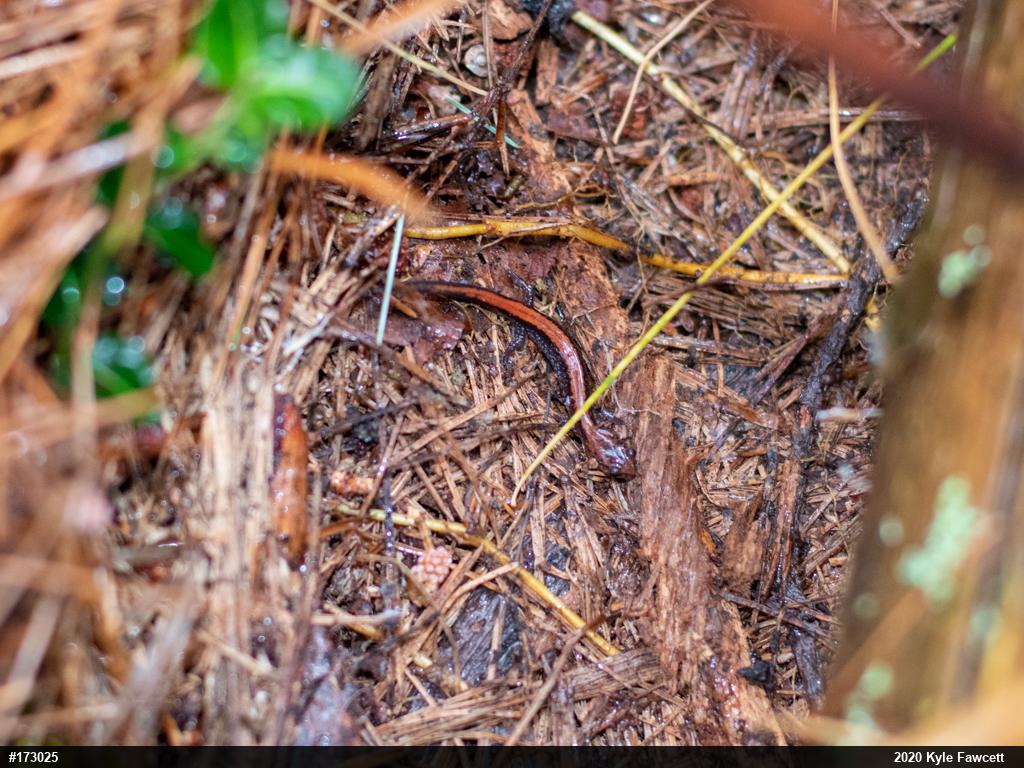 Eastern Red-backed  Salamander