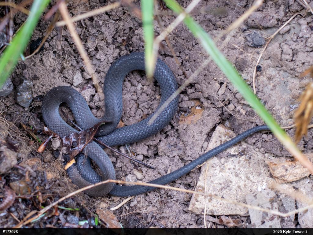 Northern Ring-necked Snake
