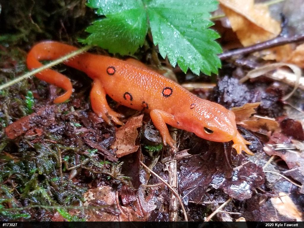 Red-spotted Newt