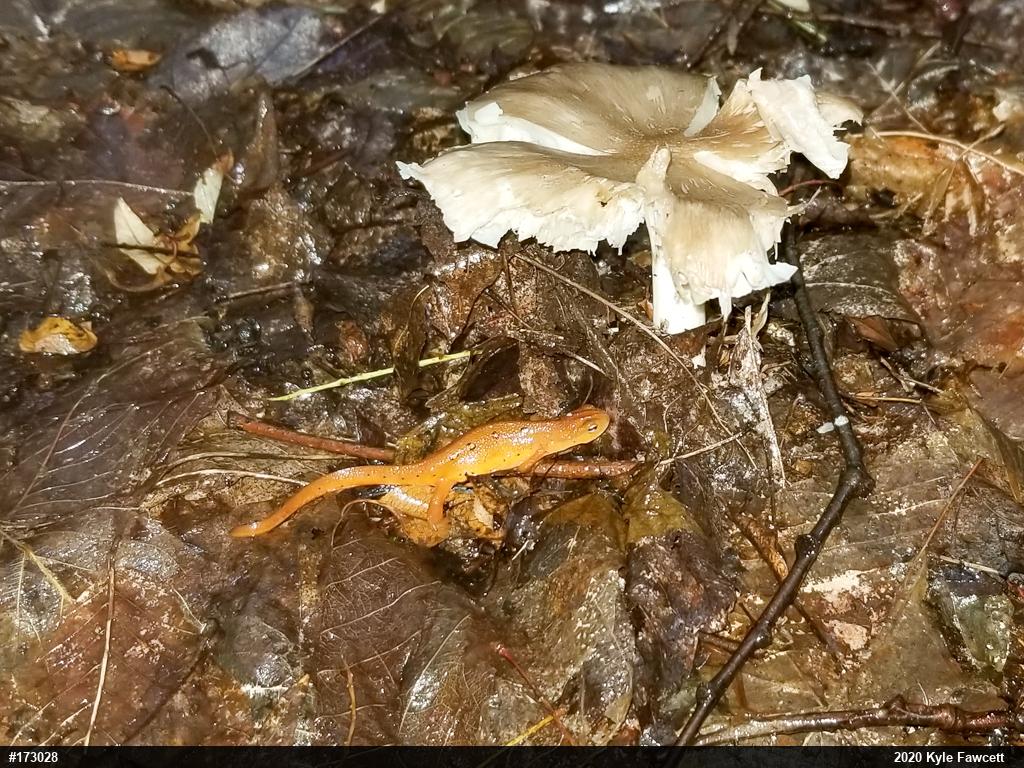 Red-spotted Newt