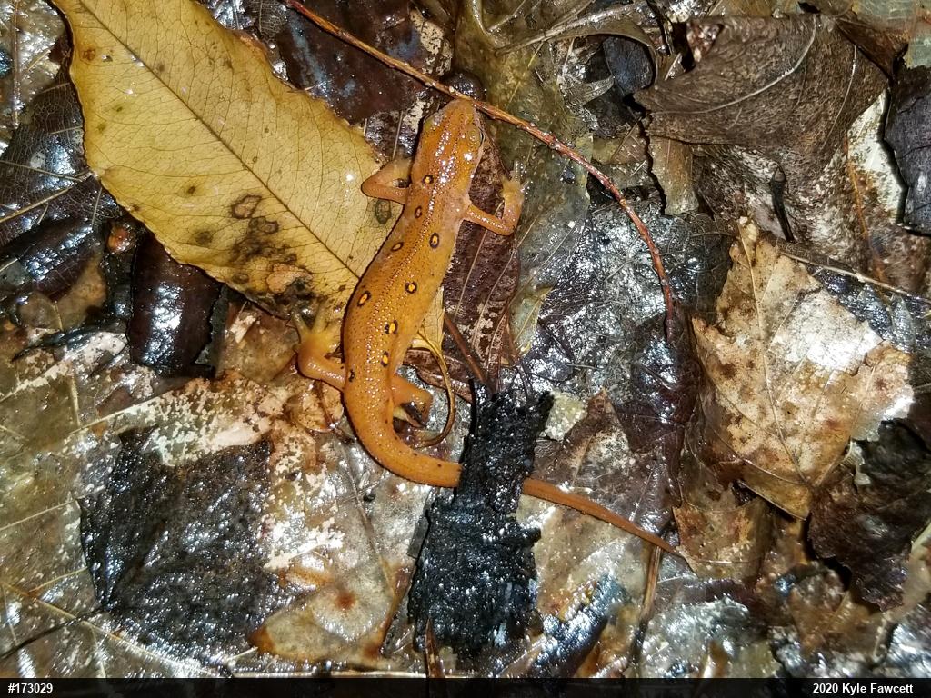 Red-spotted Newt