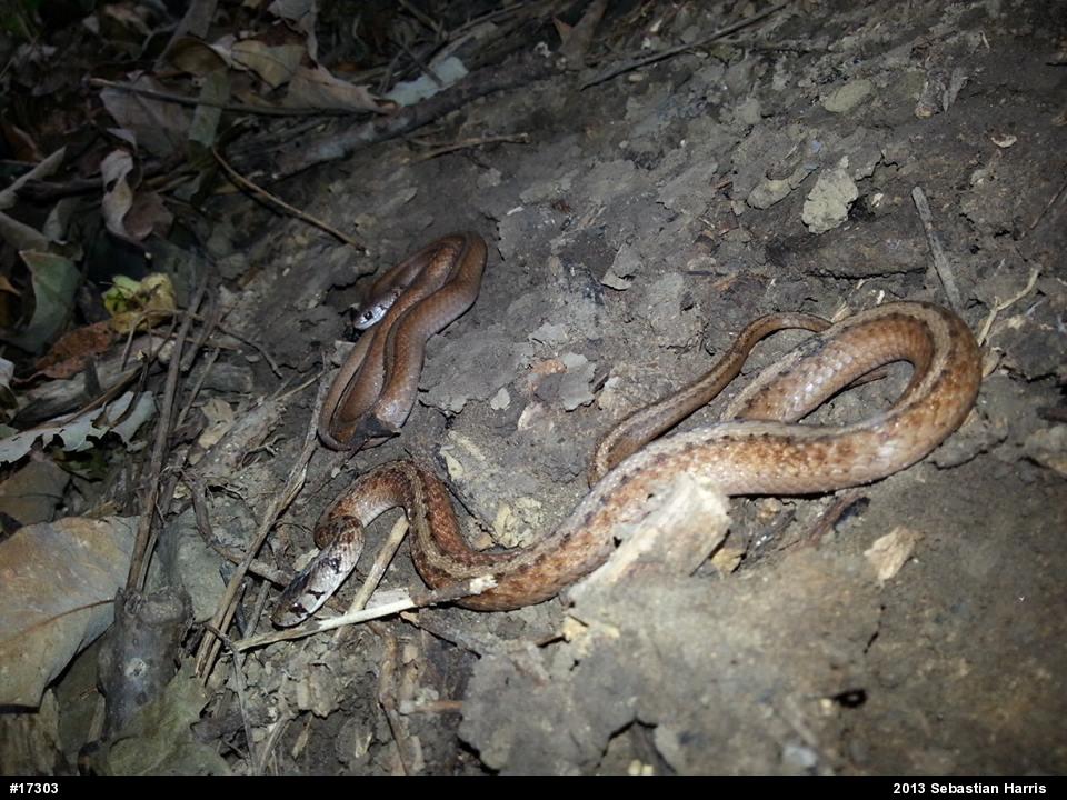 Dekay's Brownsnake