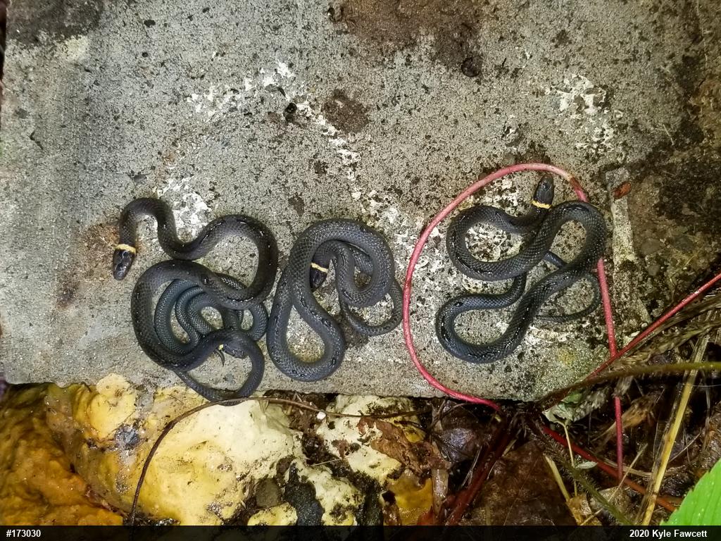 Northern Ring-necked Snake