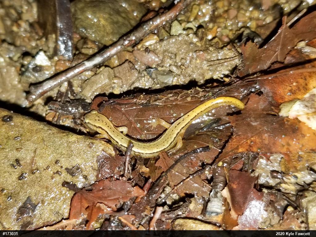 Northern Two-lined Salamander