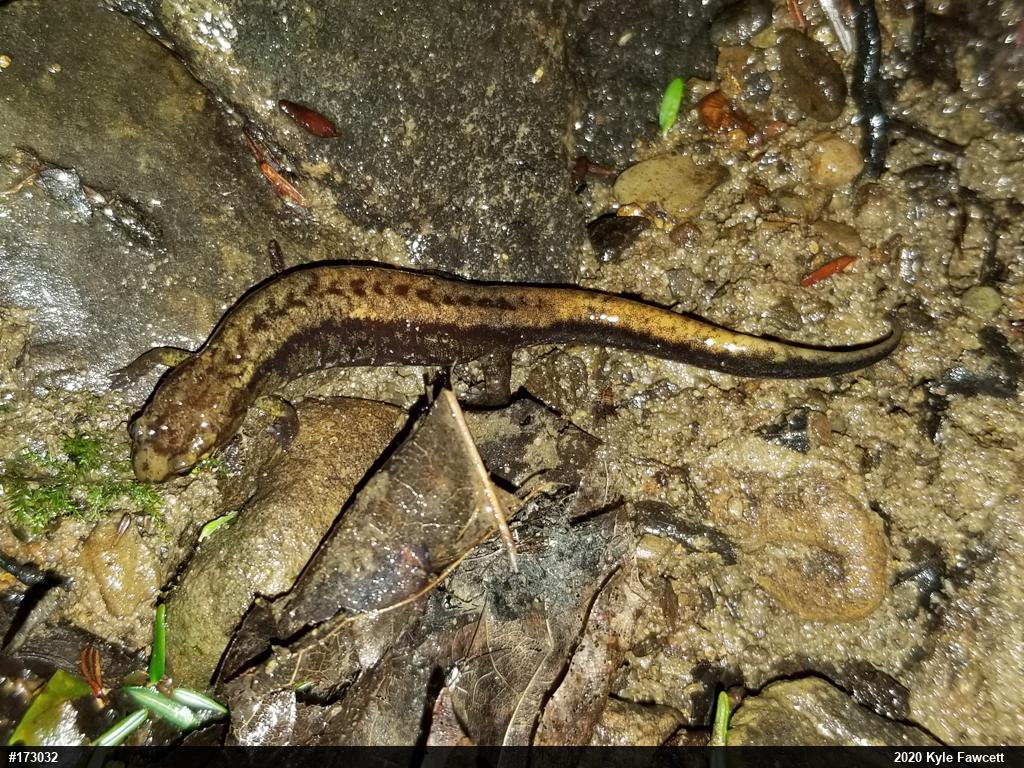 Allegheny Mountain Dusky Salamander