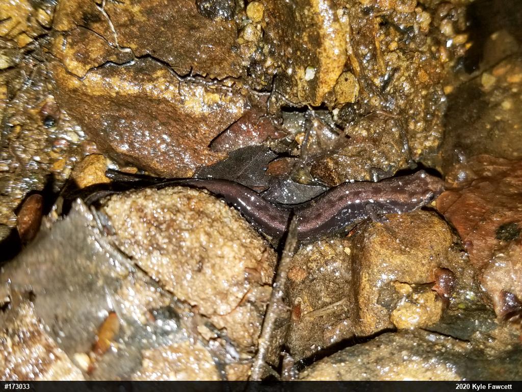 Allegheny Mountain Dusky Salamander