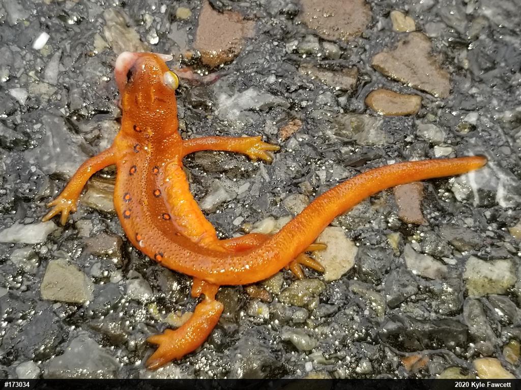 Red-spotted Newt