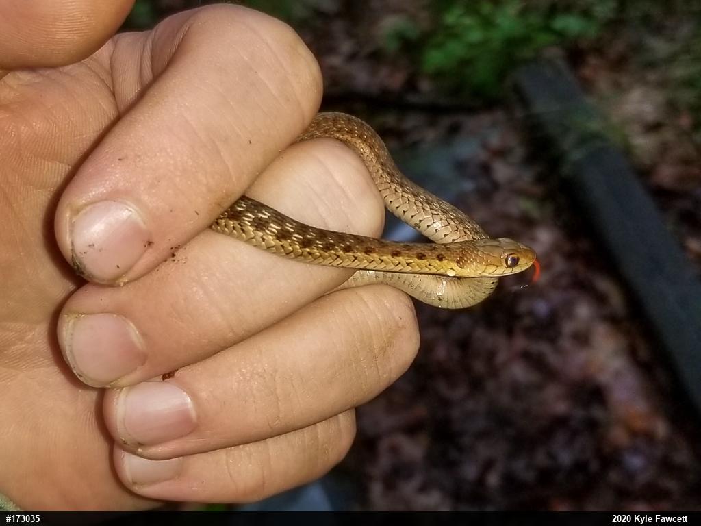 Eastern Gartersnake