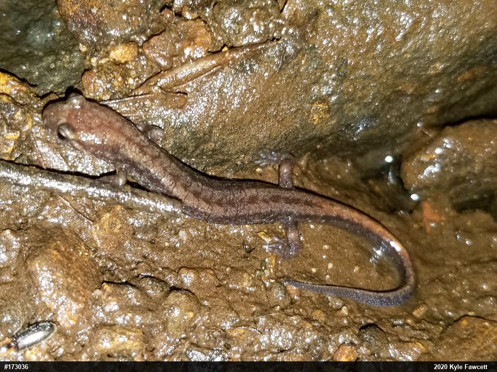Allegheny Mountain Dusky Salamander