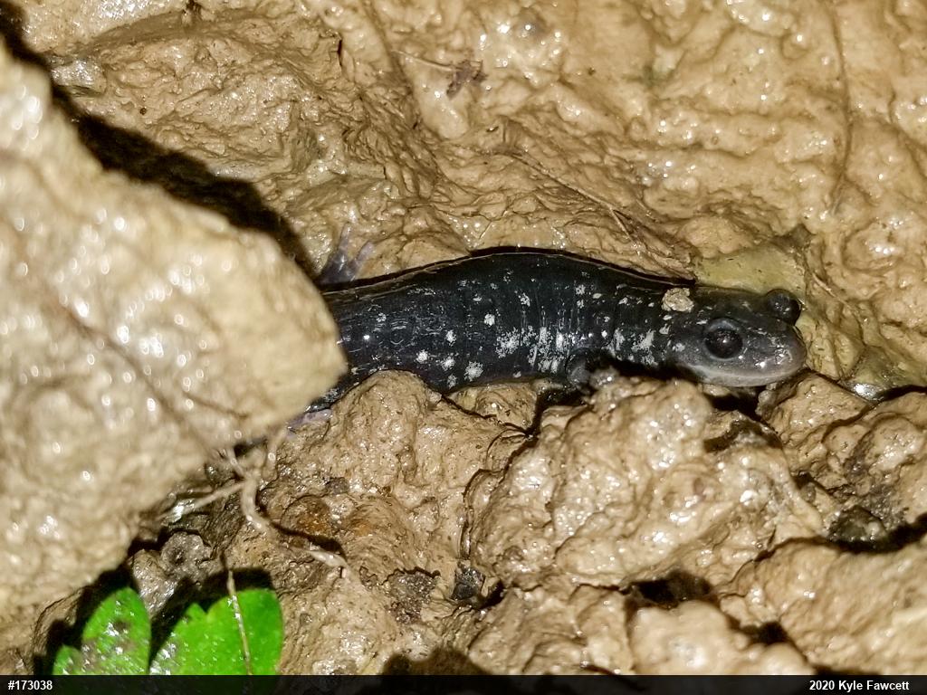 Northern Slimy Salamander
