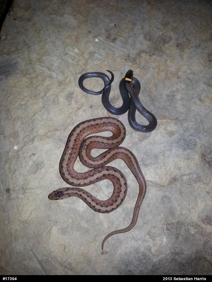 Northern Ring-necked Snake