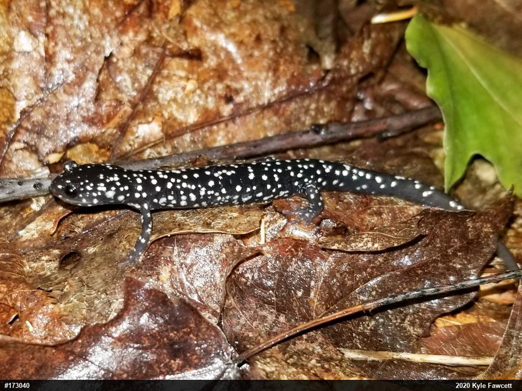 Northern Slimy Salamander