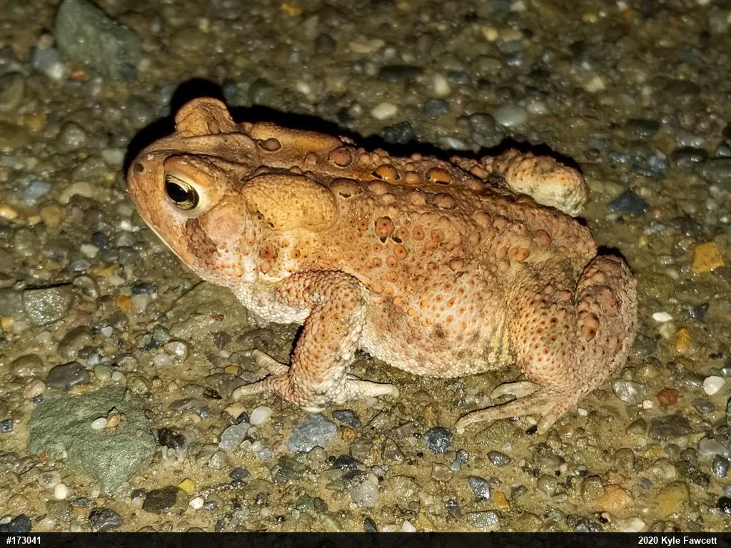 Eastern American Toad