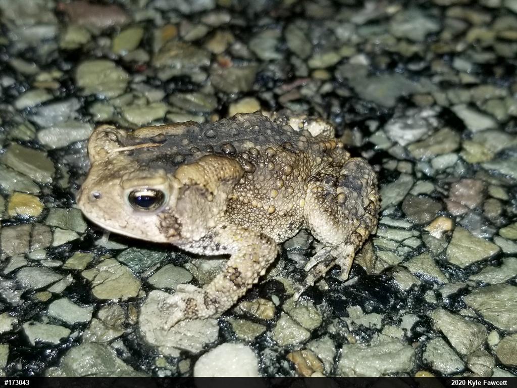 Eastern American Toad