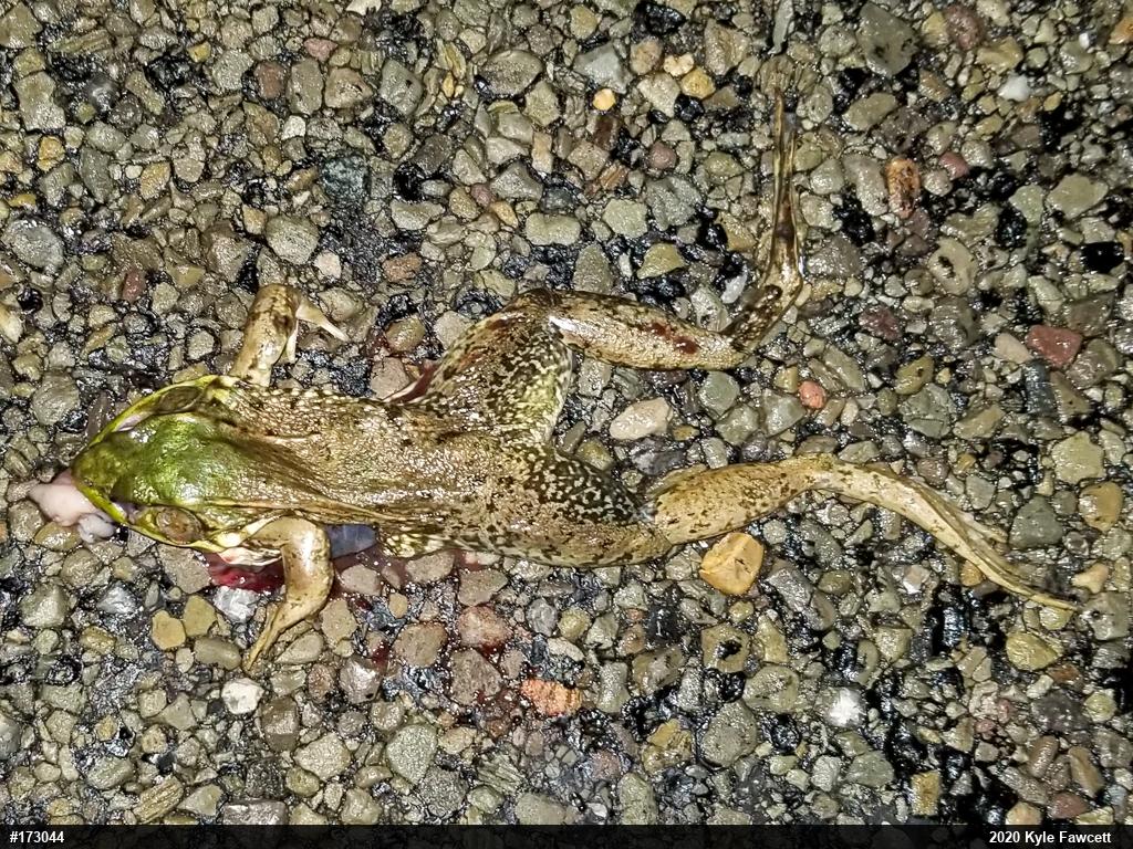 Green Frog
