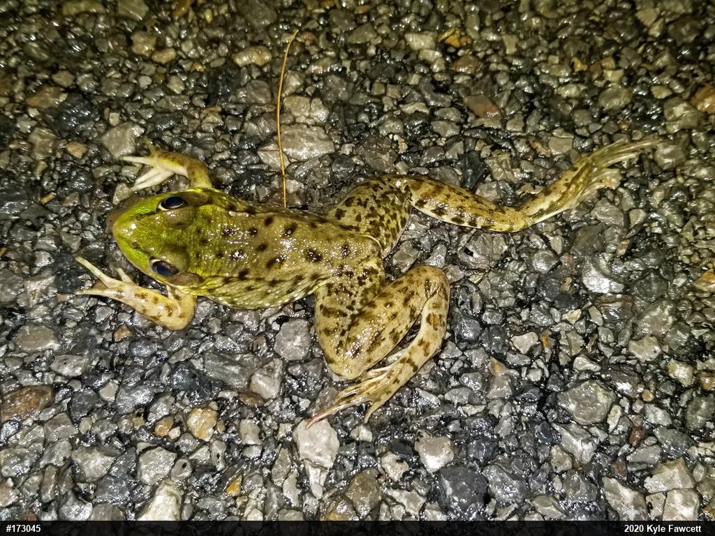 Green Frog