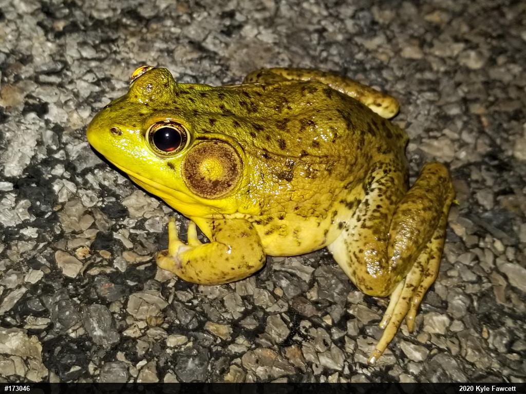 Green Frog