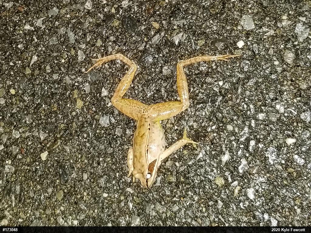 Wood Frog